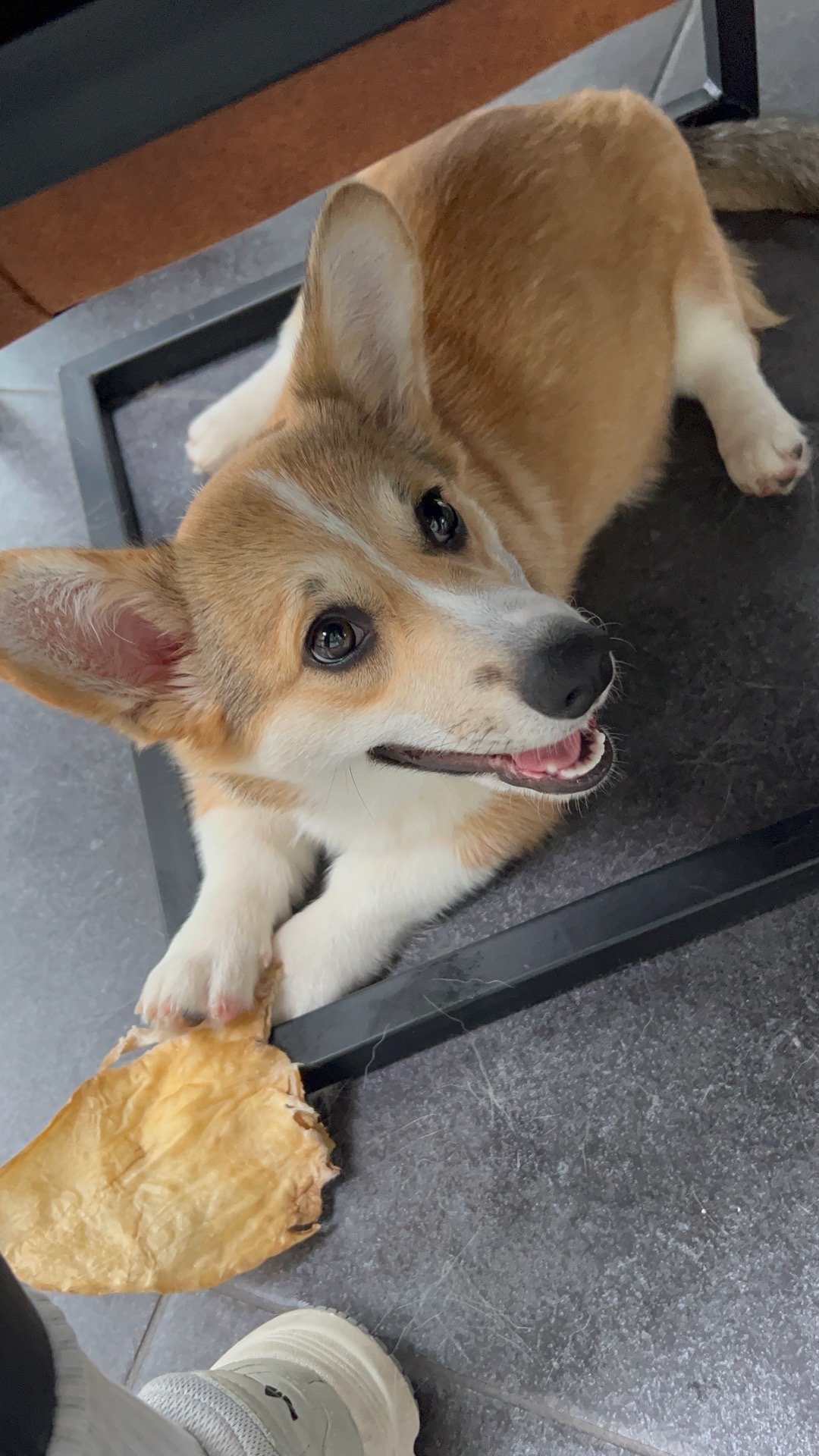 Linda, pet sitter in Rotterdam, photo 4