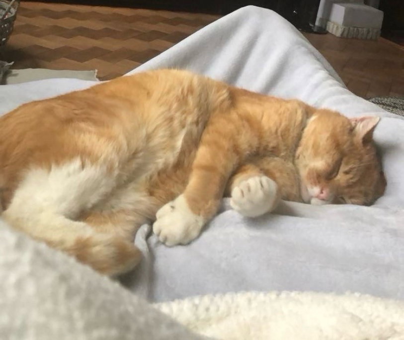 nikita, pet sitter in Breda, photo 1