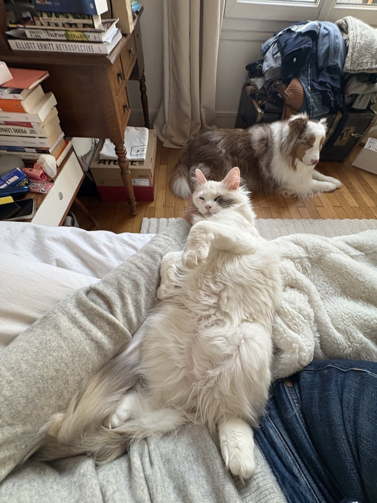 Violette, pet sitter in Amsterdam, photo 4