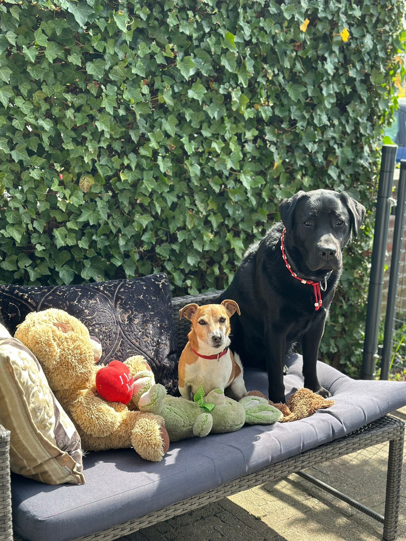 Annefleur, pet sitter in Voorburg, photo 2