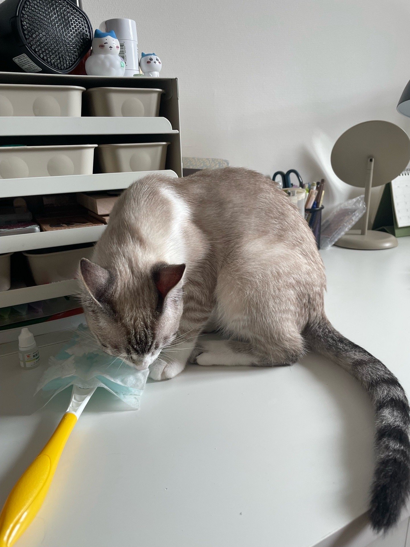 Junni, pet sitter in Diemen, photo 2