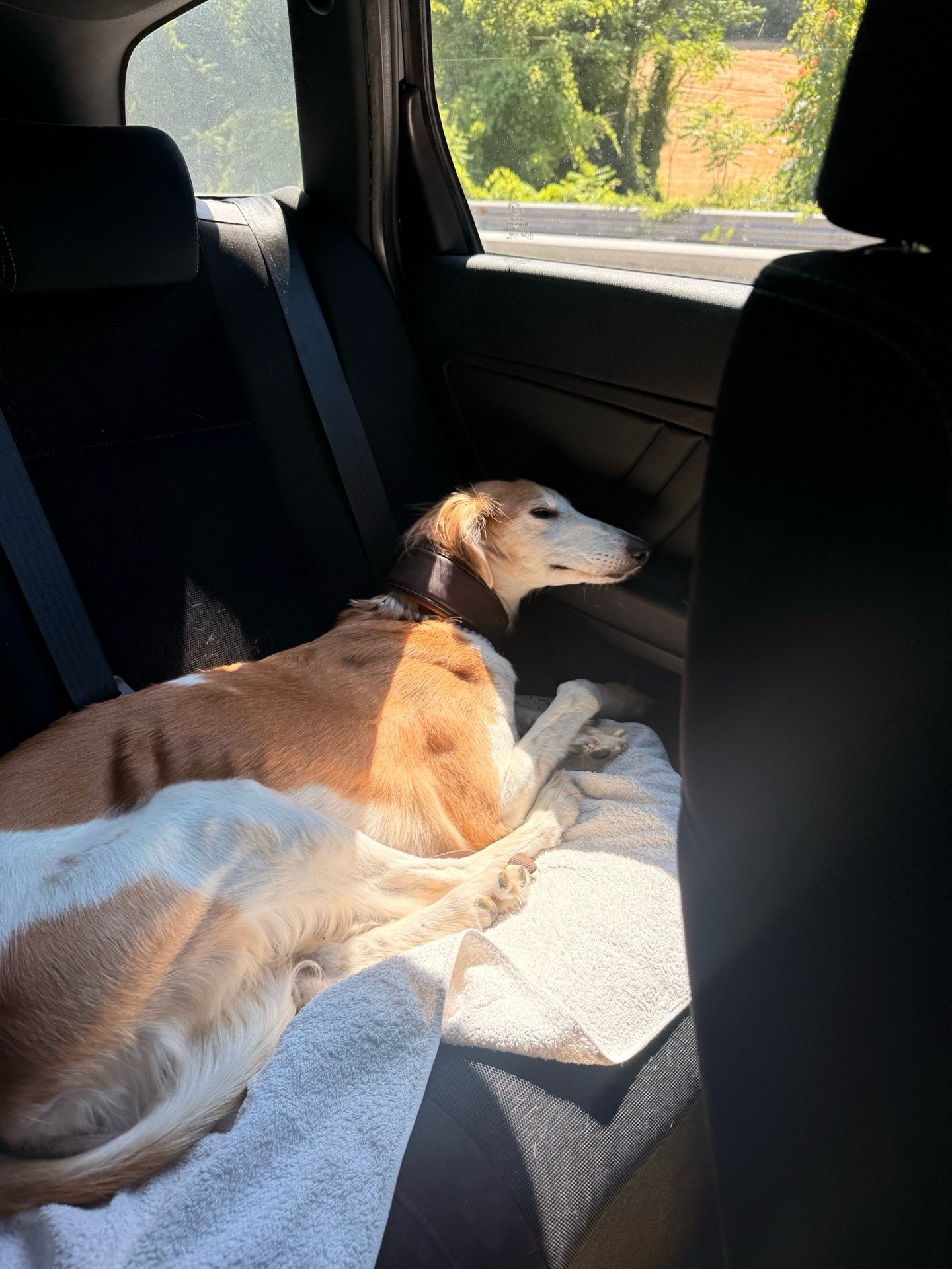 Isotta, pet sitter in Amsterdam, photo 4