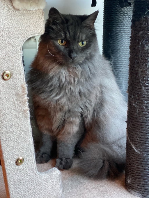 Helen, pet sitter in Haarlem, photo 2