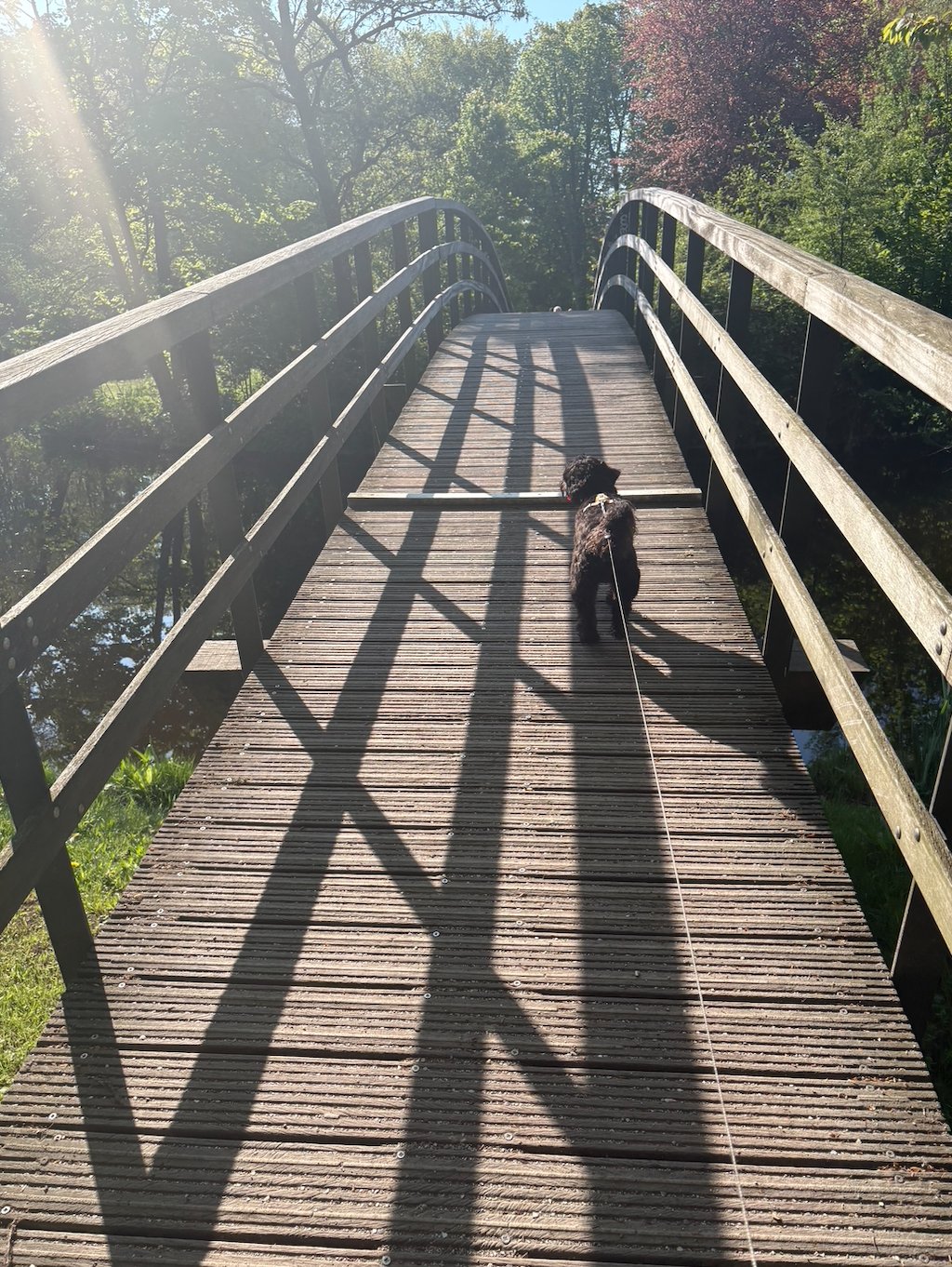 Osheana, pet sitter in 's-Gravenhage, photo 5