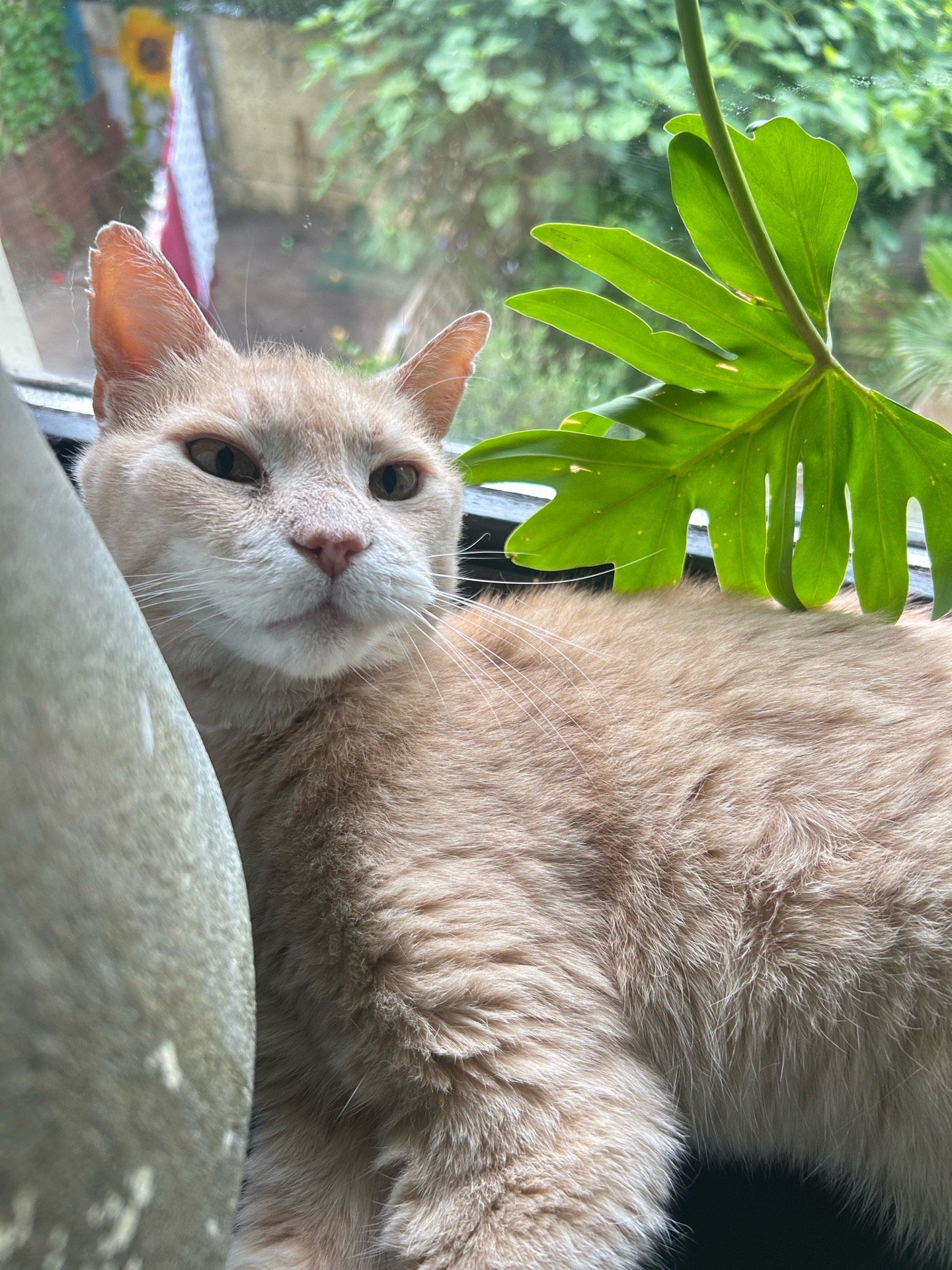 Faye, pet sitter in Amsterdam, photo 1