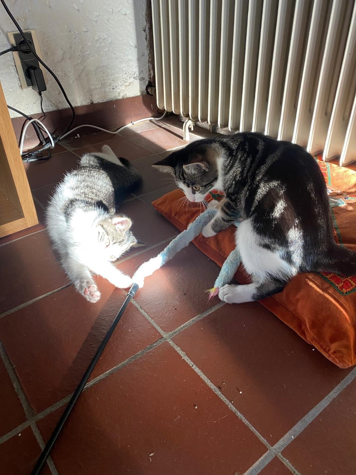 Marleen, pet sitter in Eindhoven, photo 3