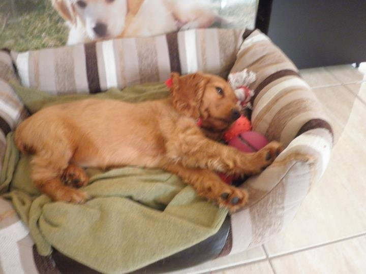 Ioanna, pet sitter in Amsterdam, photo 2