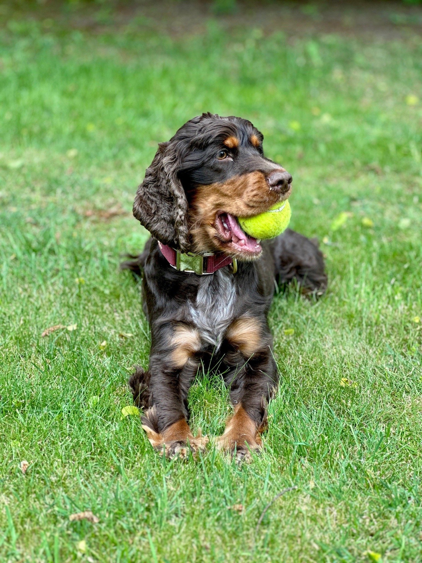 Nikki, pet sitter in den bosch, photo 3
