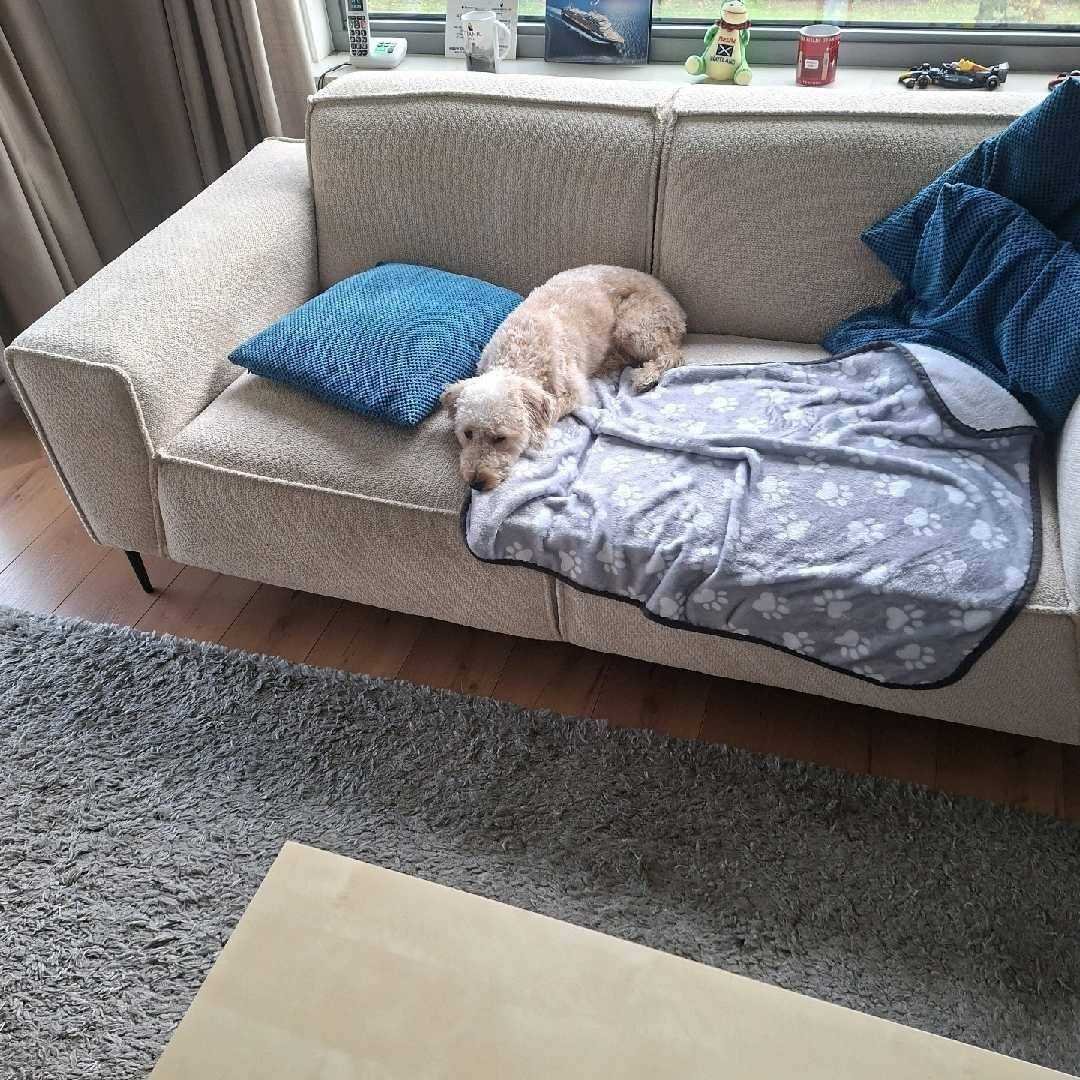 Theo, pet sitter in Deventer, photo 1