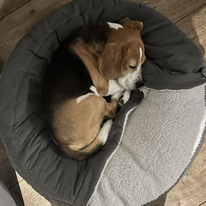 Tatiana, pet sitter in Amsterdam, photo 4