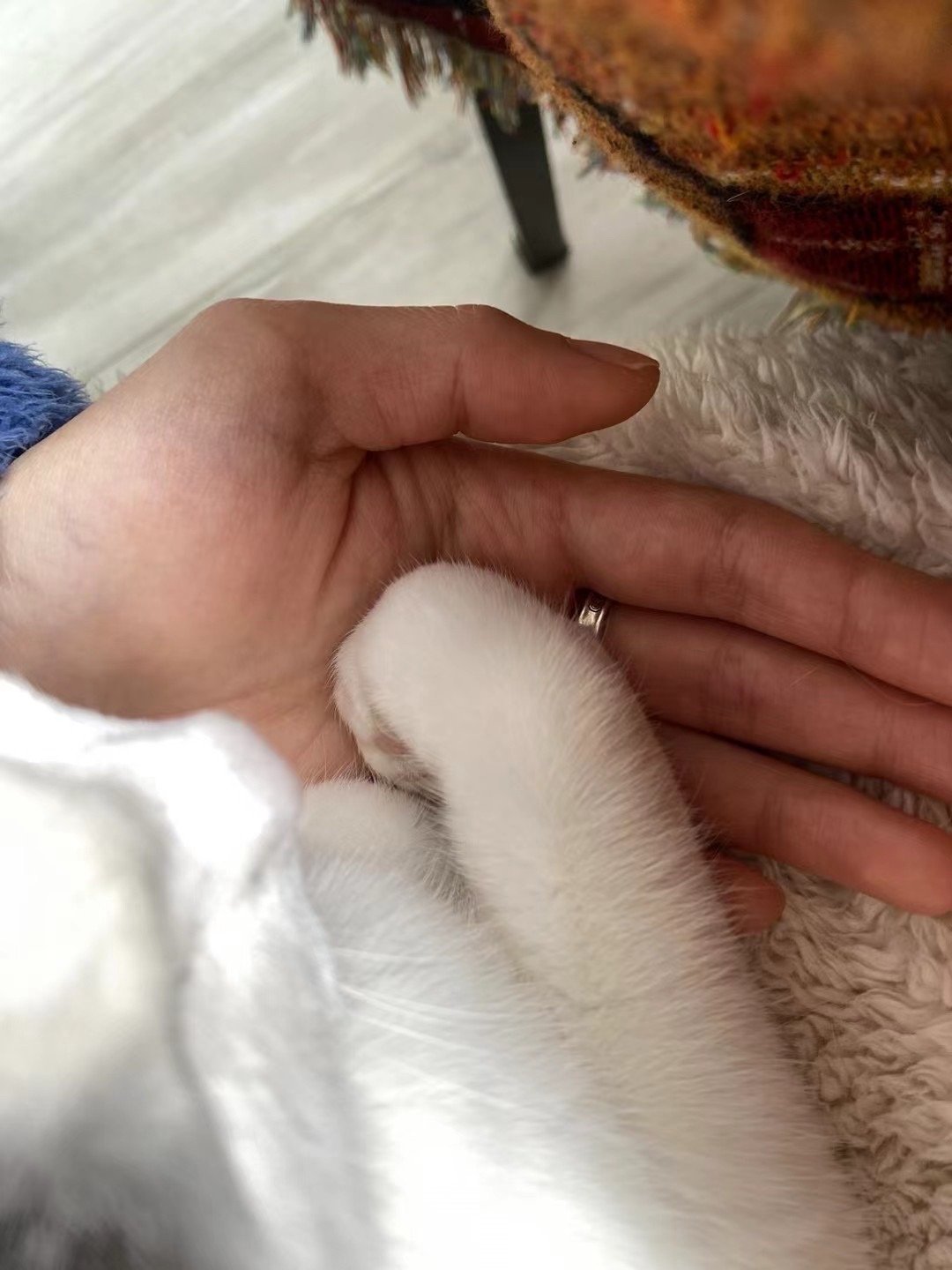 Xinyi, pet sitter in Leiden, photo 5