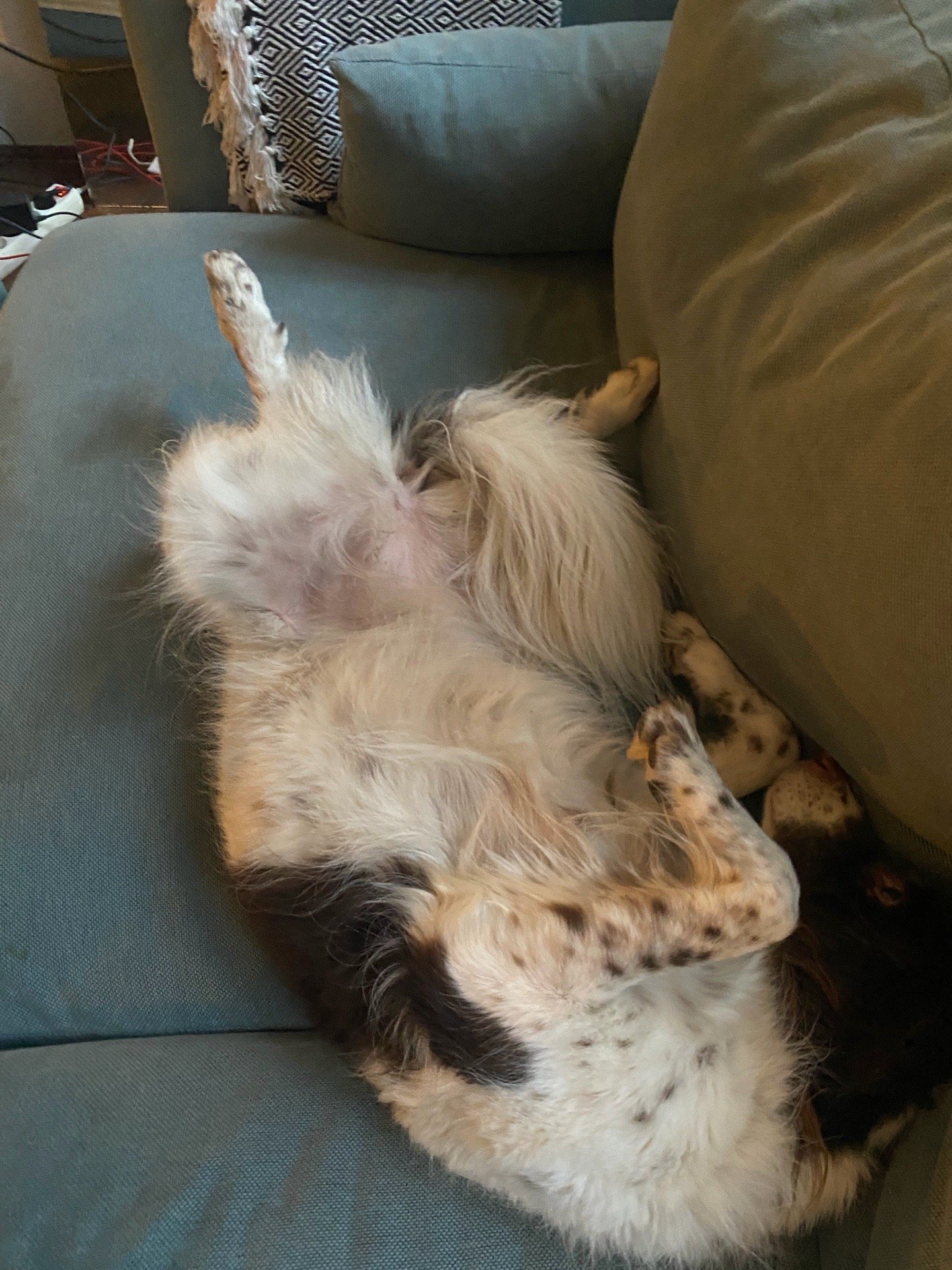Nikita, pet sitter in Amsterdam, photo 2