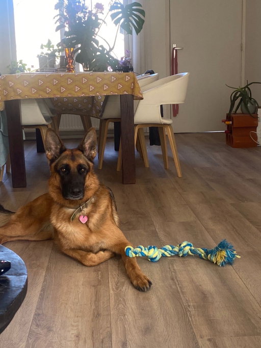 Jordan, pet sitter in Utrecht, photo 2