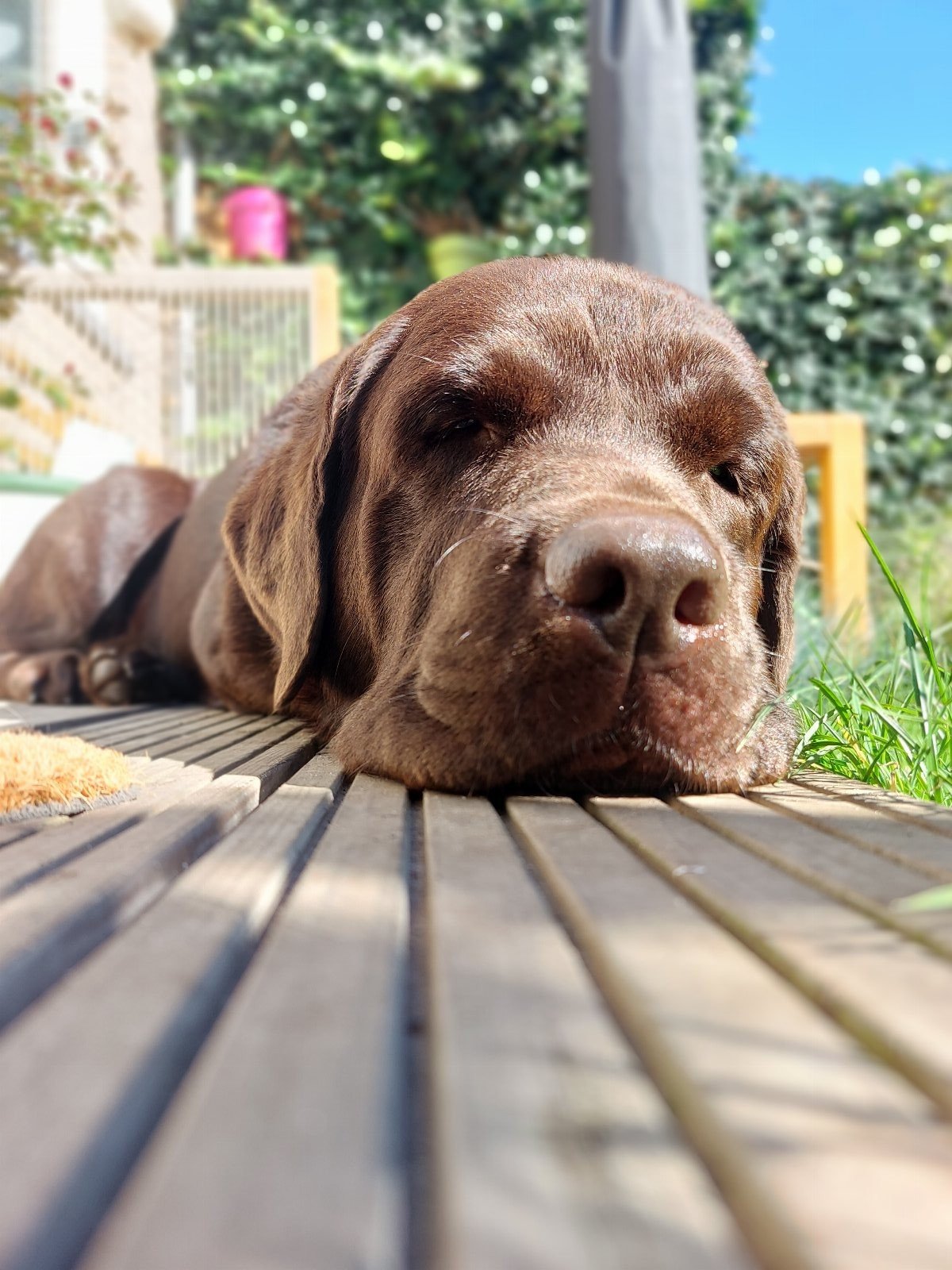 Bart-Jan, pet sitter in Utrecht, photo 1