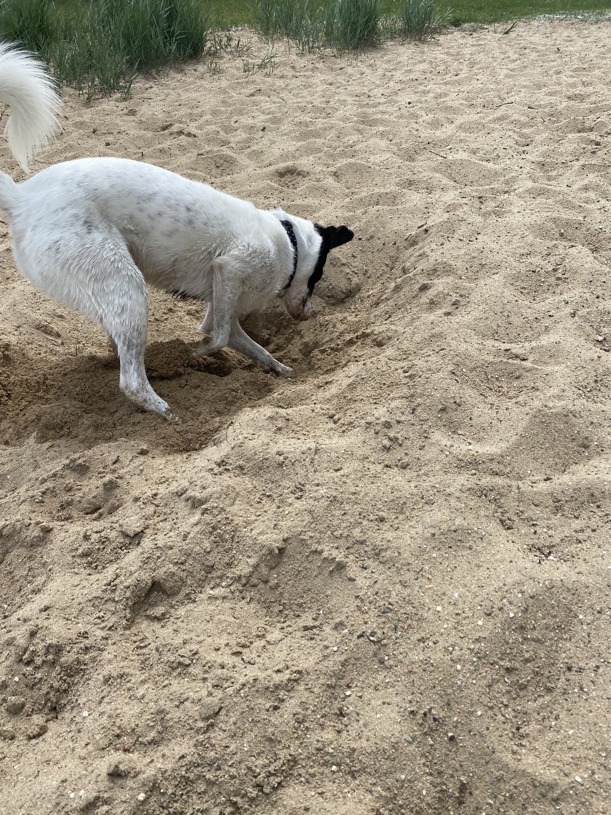 Lisa, pet sitter in Huissen, photo 2
