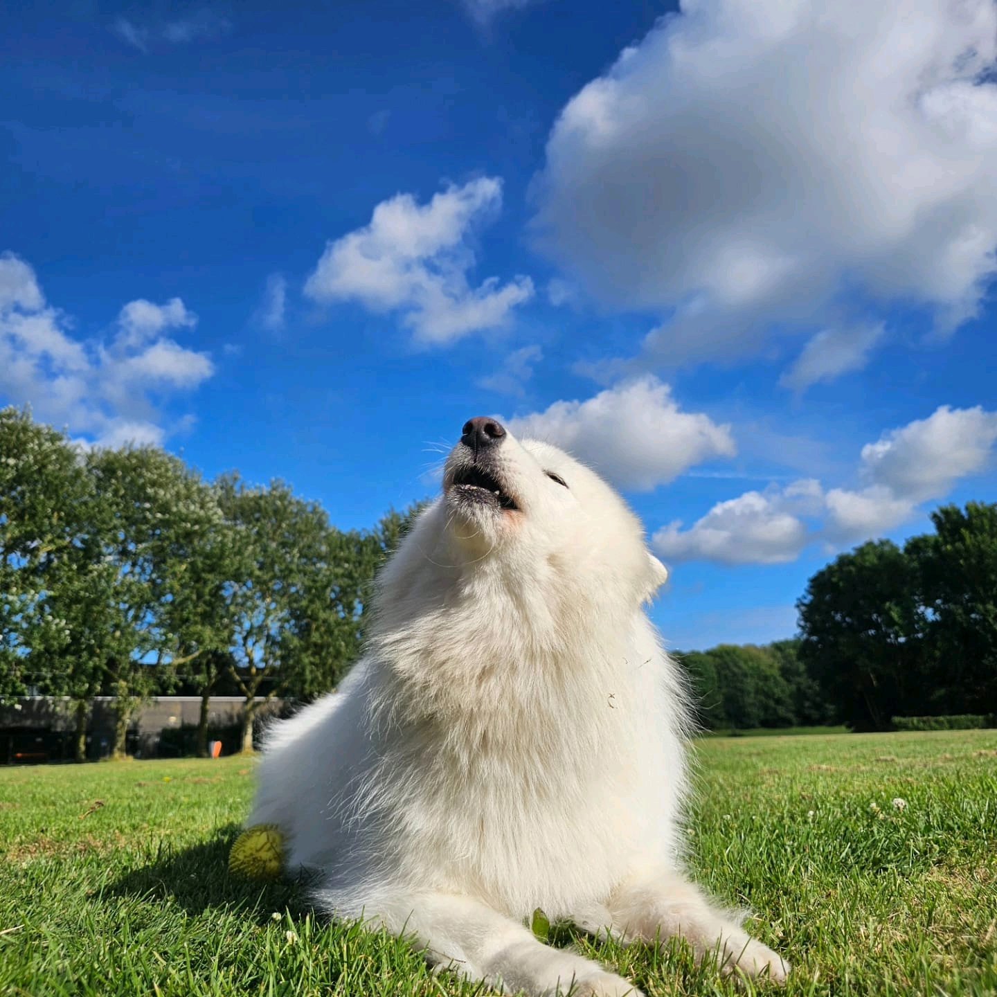 Yoreen, pet sitter in Julianadorp, photo 5