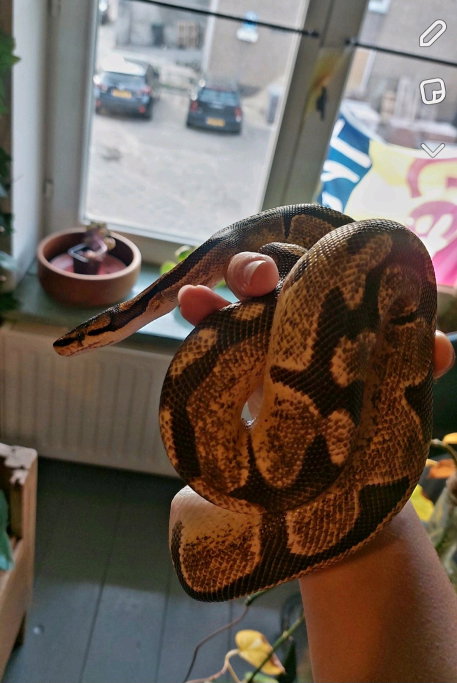 Hannah, pet sitter in Guttecoven, photo 3