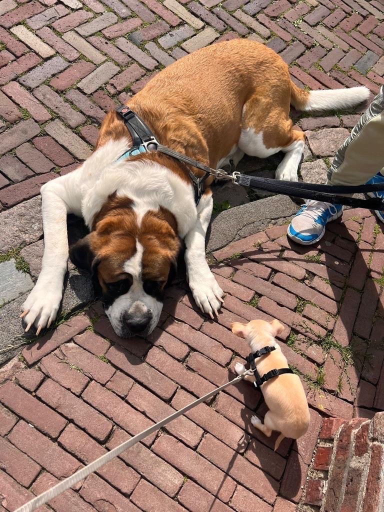 Lada, pet sitter in Hilversum, photo 5