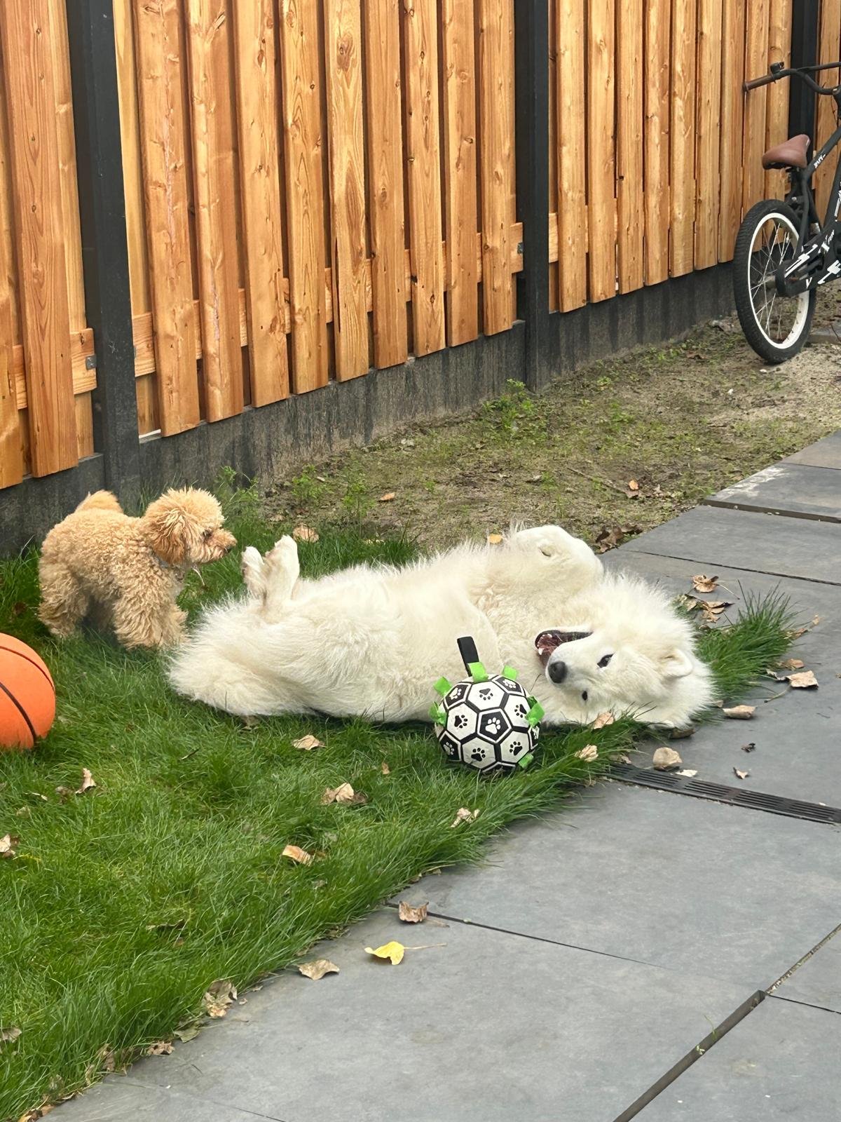 Bo, pet sitter in Tilburg, photo 1