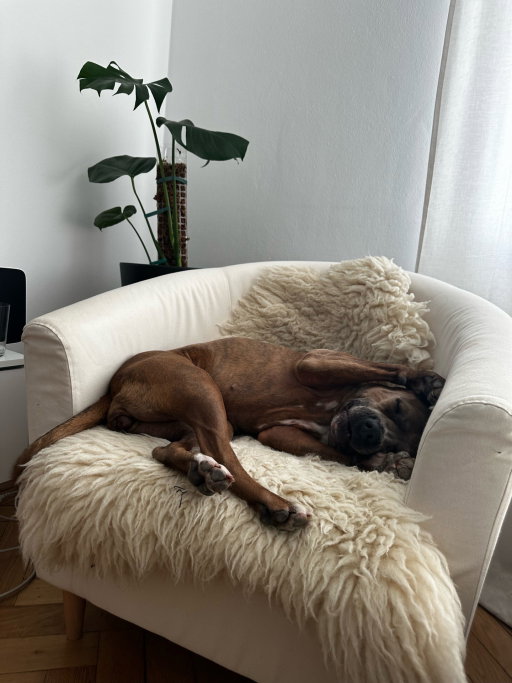 Emilia, pet sitter in München, photo 1