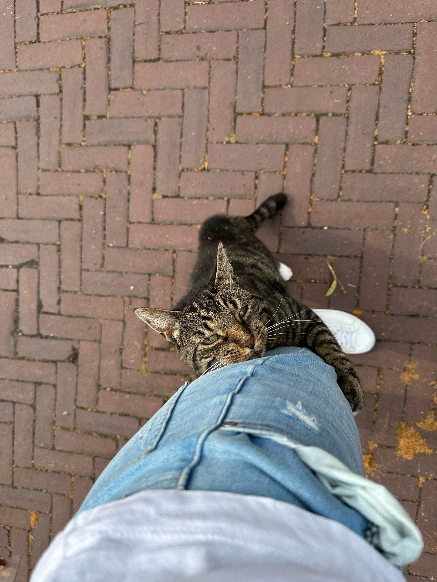 Penny, dierenoppas in Hilversum, foto 2