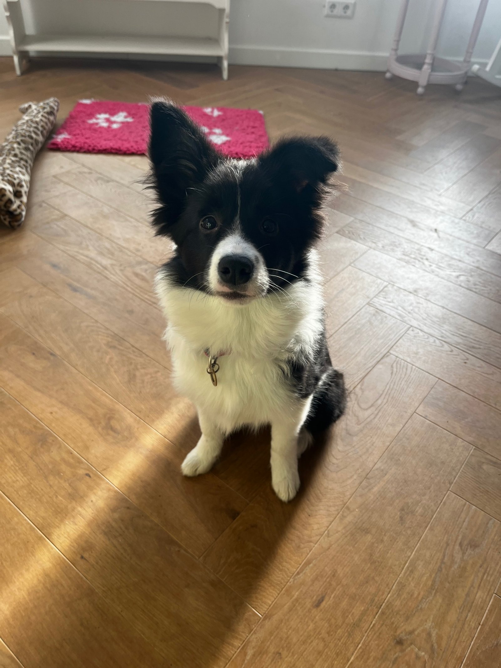 Julia-Marije, pet sitter in Geldermalsen, photo 2