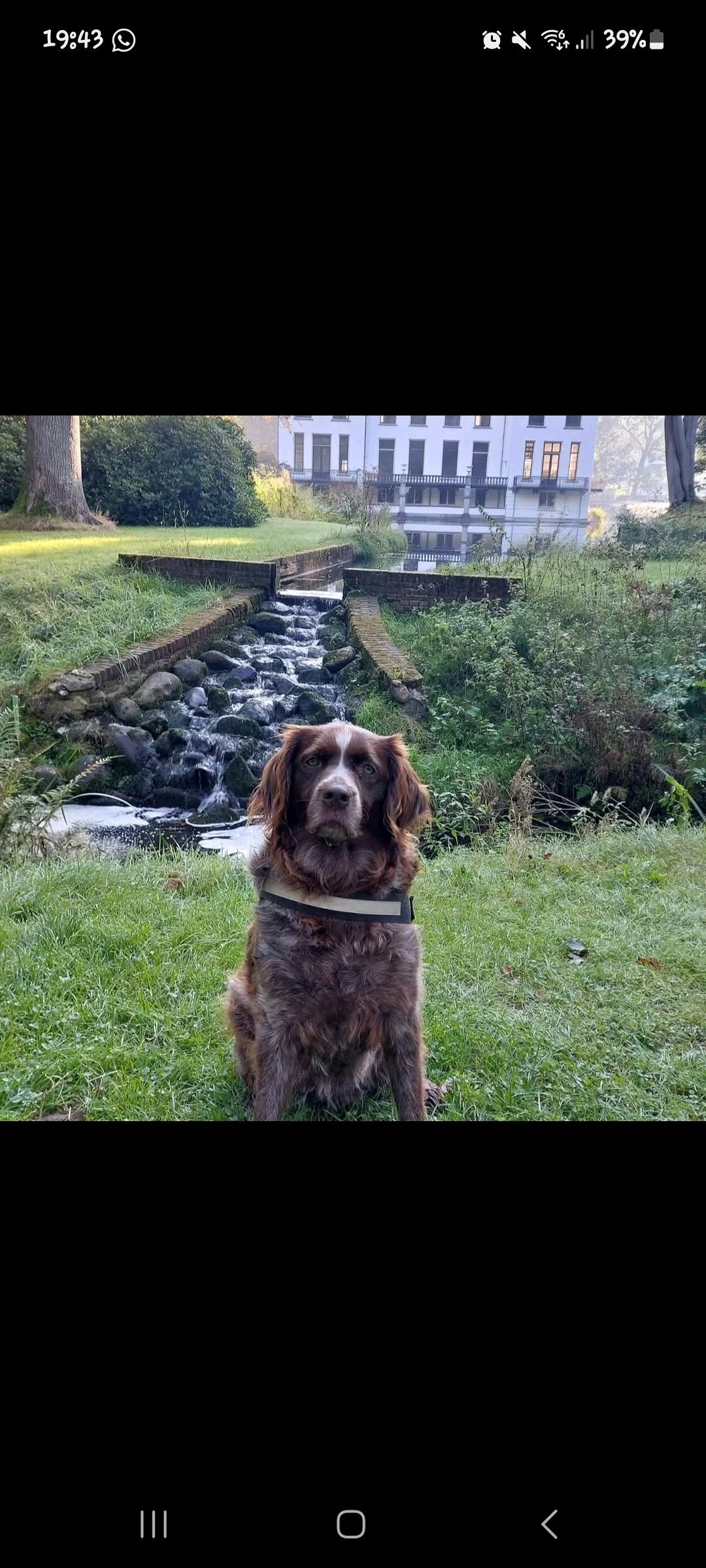 nanda, pet sitter in Nunspeet, photo 5