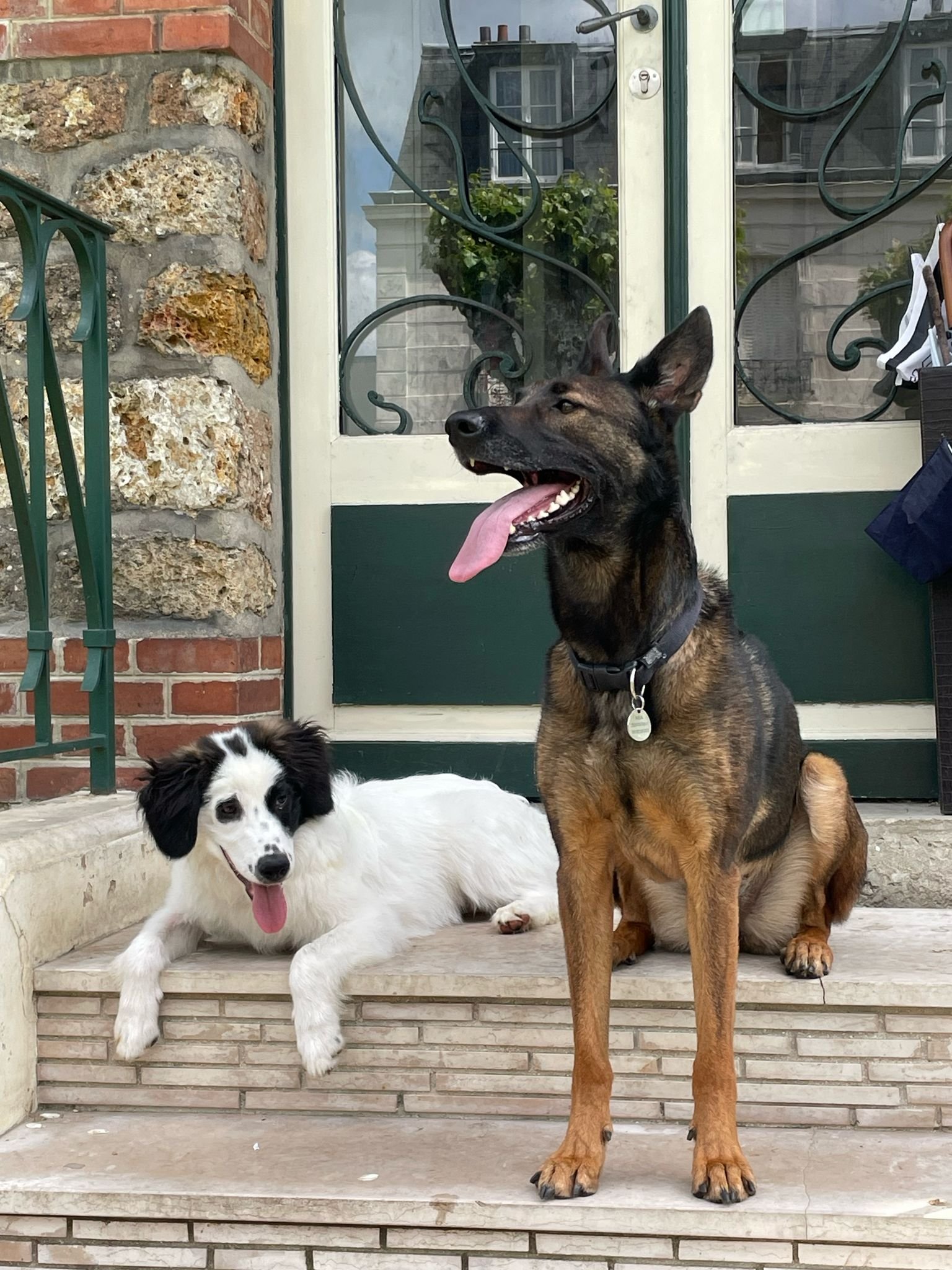 Claire, pet sitter in Tilburg, photo 5