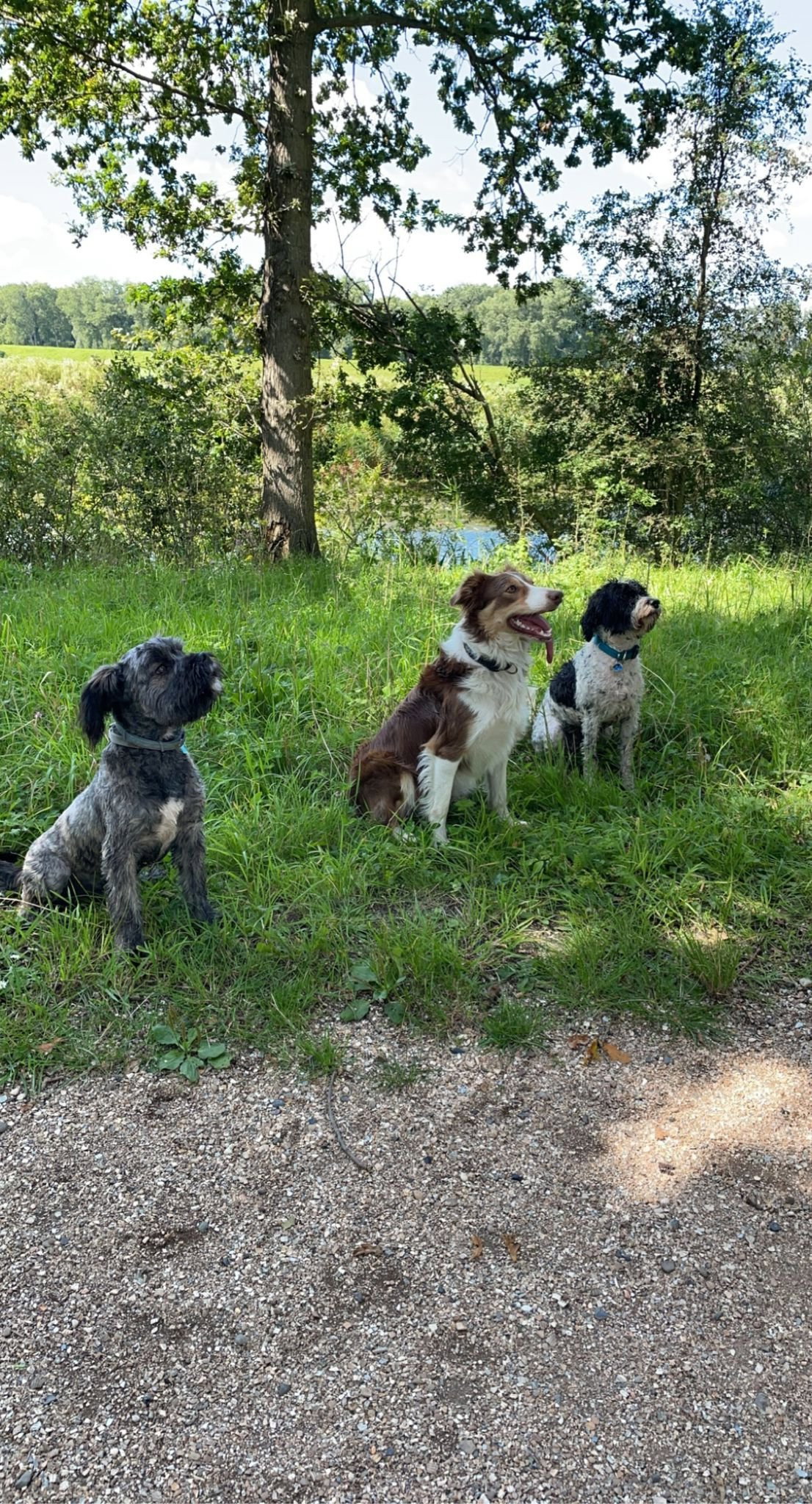 Samantha, pet sitter in Oudenbosch, photo 1