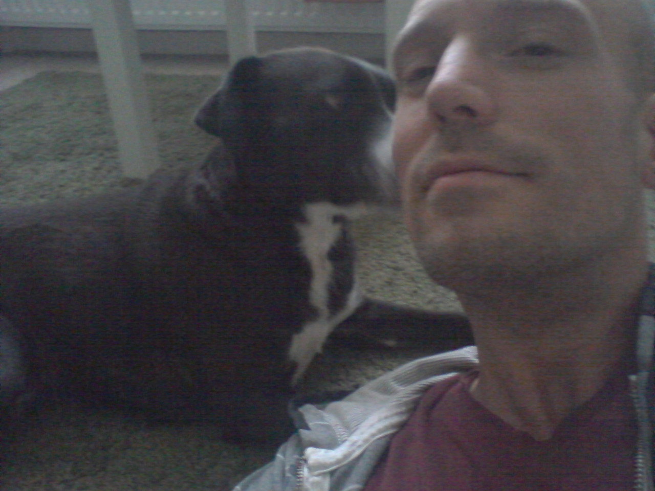 Ludo, pet sitter in Ulvenhout, photo 1