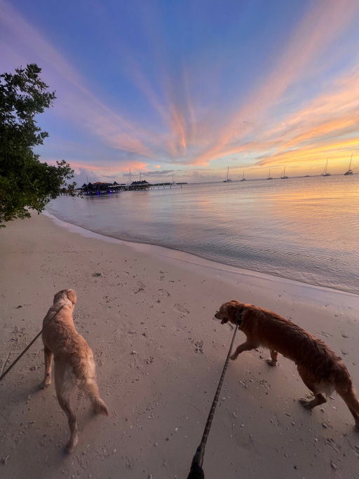 Iza Vie, pet sitter in 's-Gravenhage, photo 1