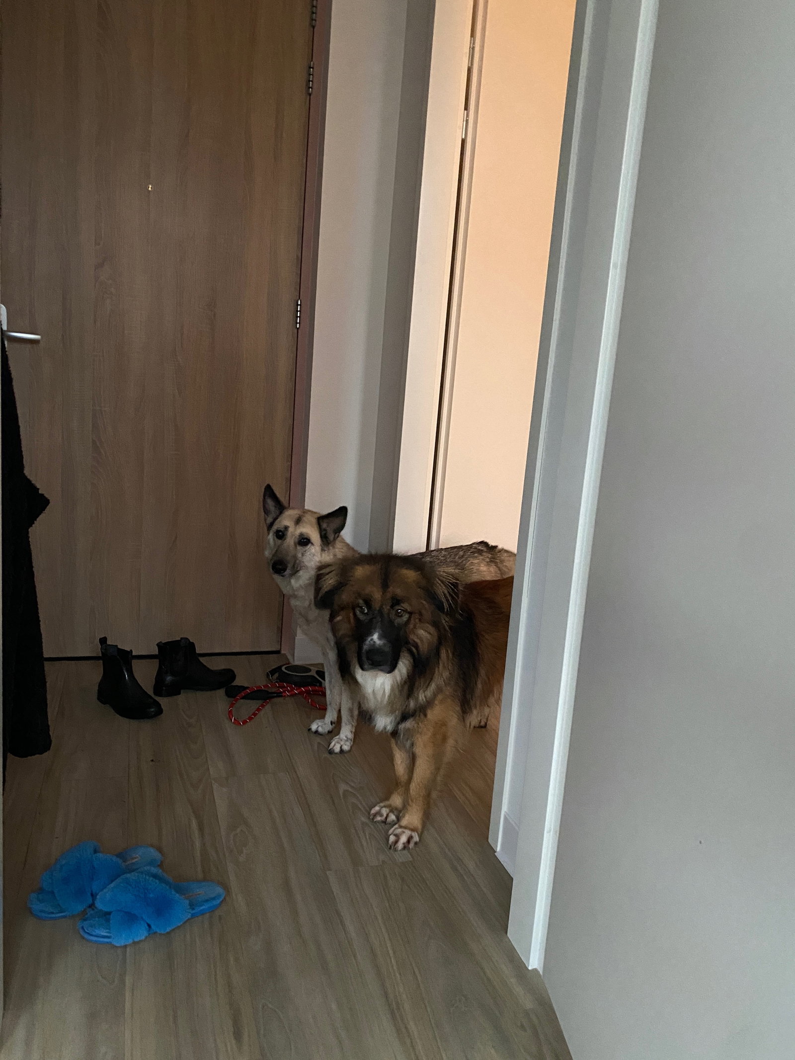 Bella, pet sitter in Amsterdam, photo 4