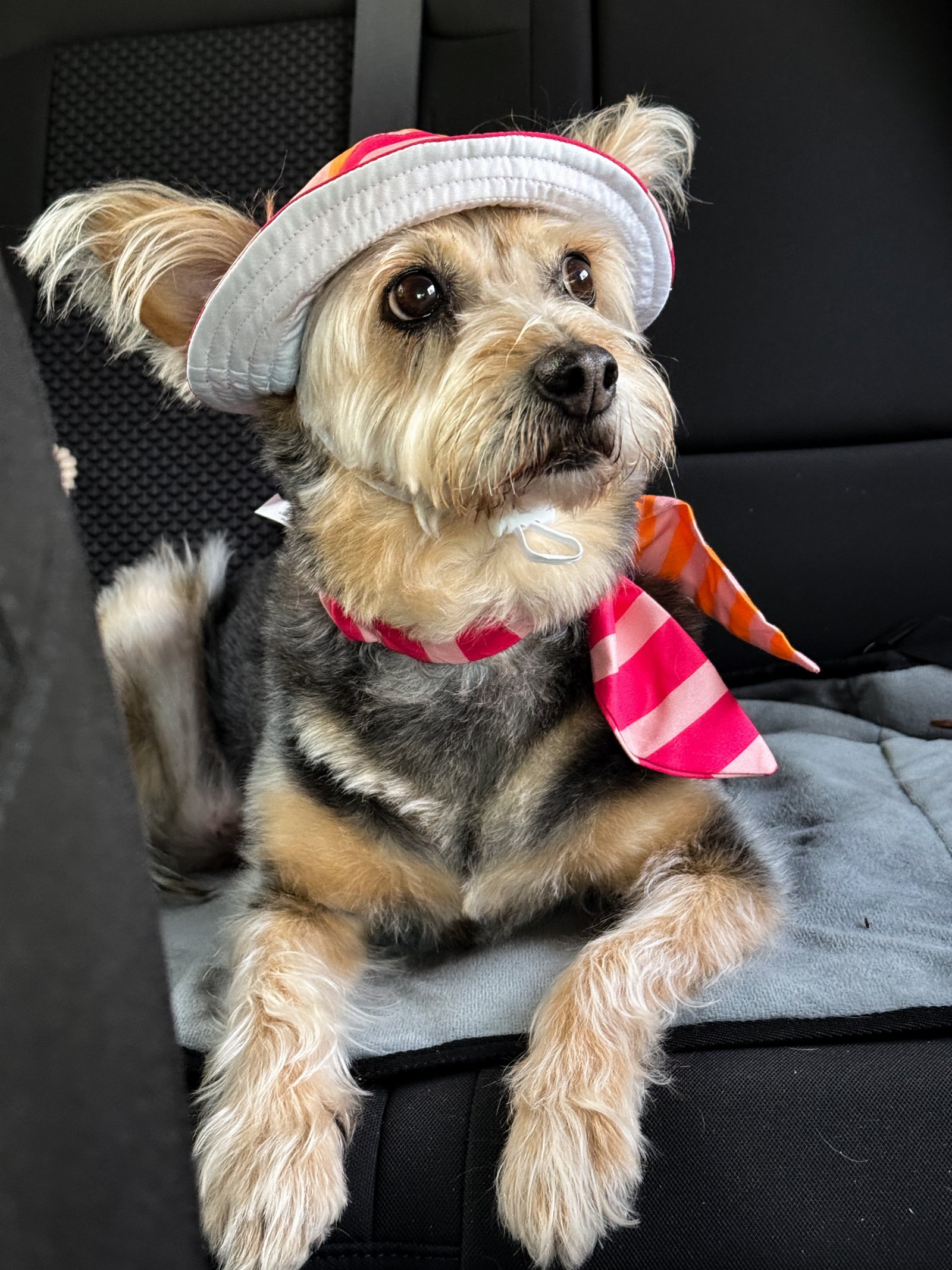 Sara, pet sitter in Eindhoven, photo 1