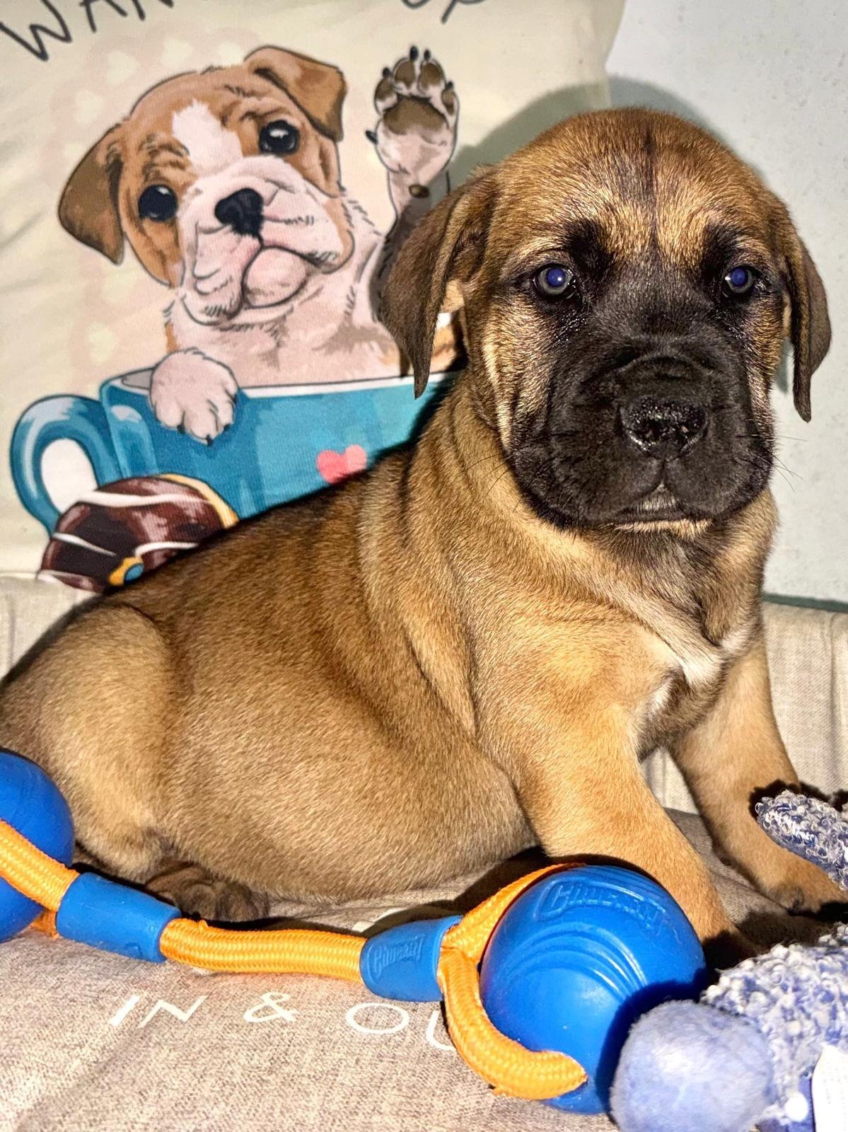 Ellis, pet sitter in Assen, photo 5