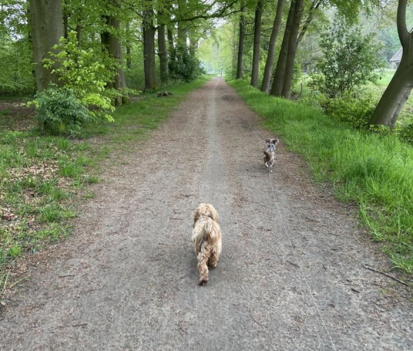 Ruben, pet sitter in Deventer, photo 3