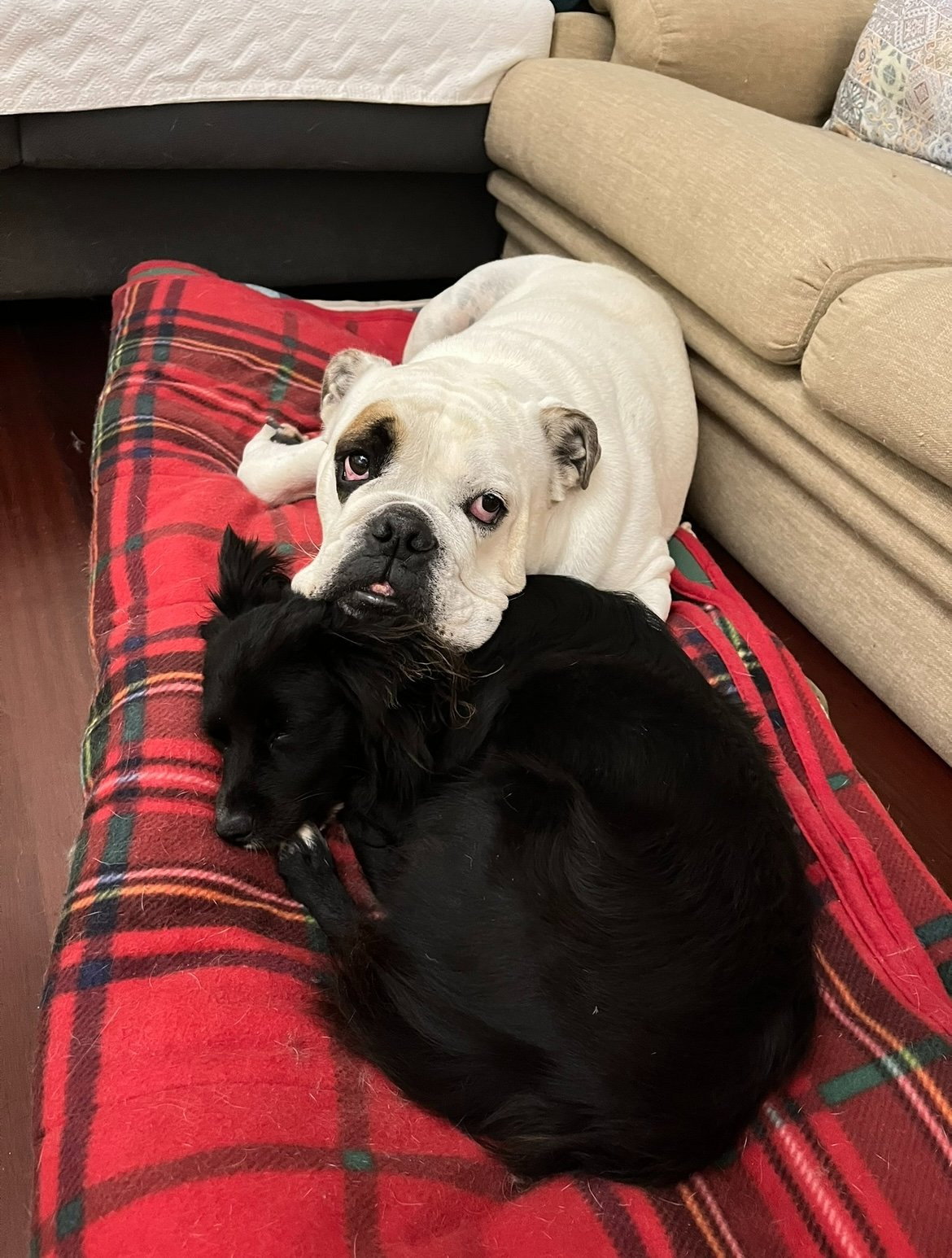 Matilde, pet sitter in Amsterdam, photo 3
