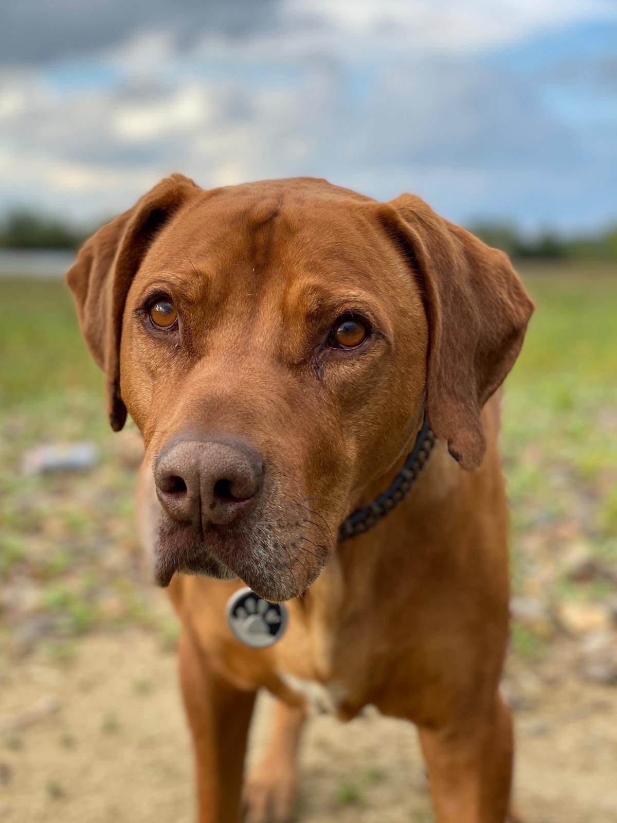 Rubina Emanuela, dierenoppas in Wijchen, foto 3