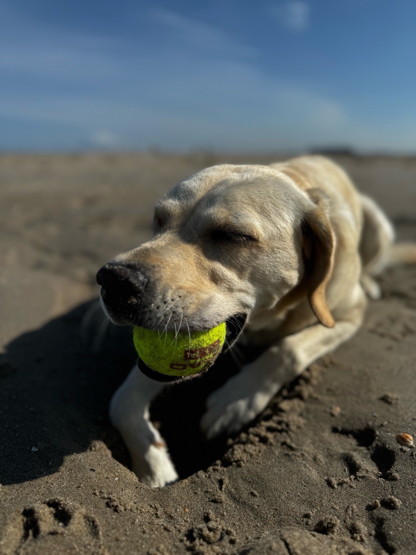 Lysanne, pet sitter in Wassenaar, photo 5