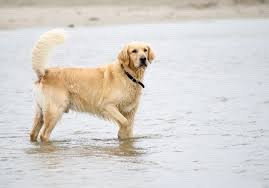 Helen, pet sitter in 's-Gravenhage, photo 3