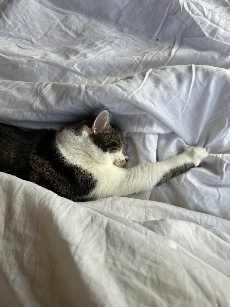 Maryna, pet sitter in Amsterdam, photo 5