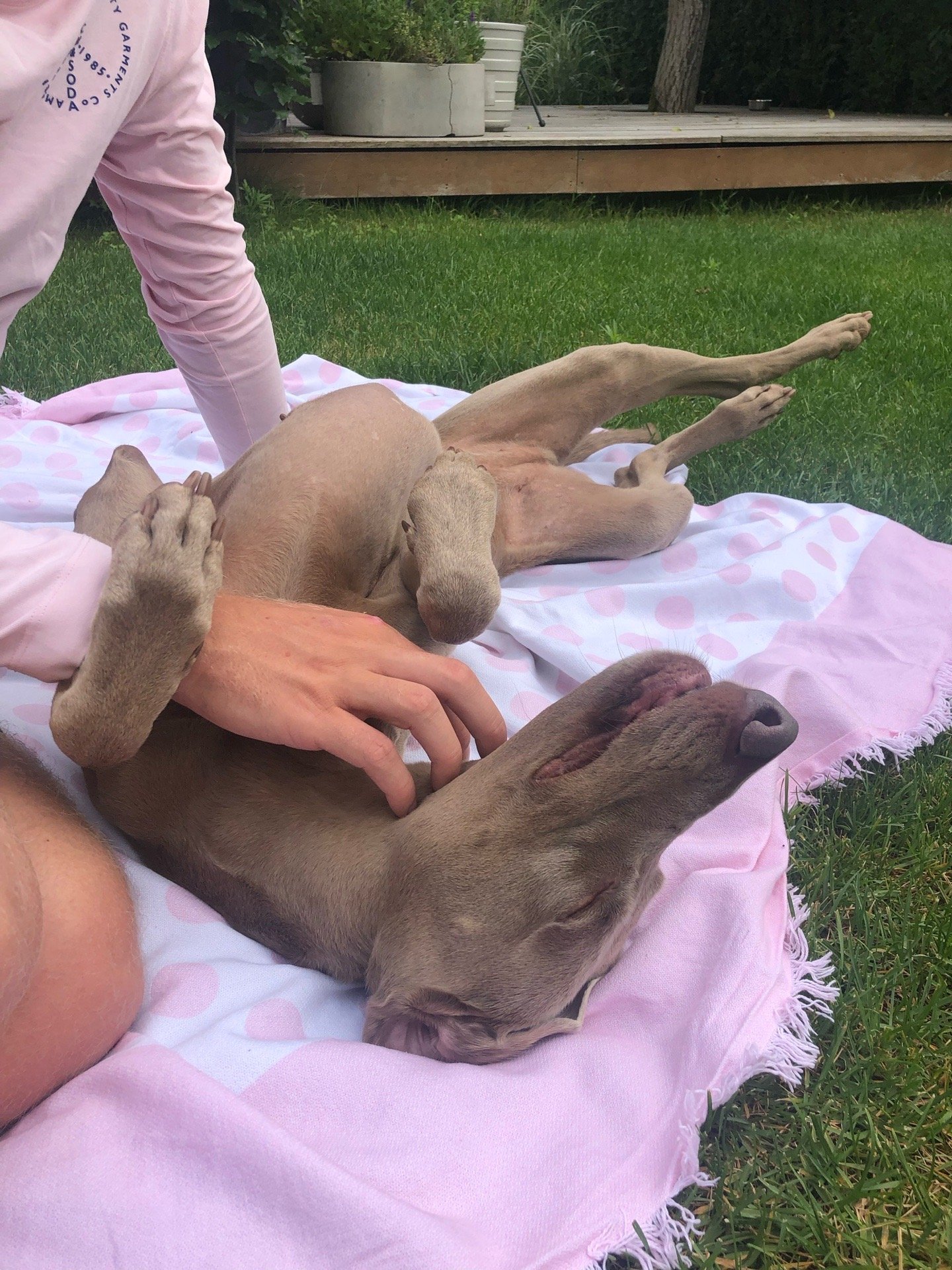 Lena, pet sitter in Utrecht, photo 2