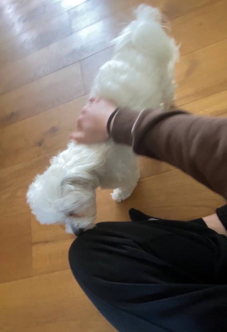 Daria, pet sitter in Maastricht, photo 5