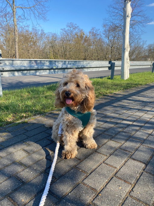 Anton, Tiersitter in Berlin, Foto 2