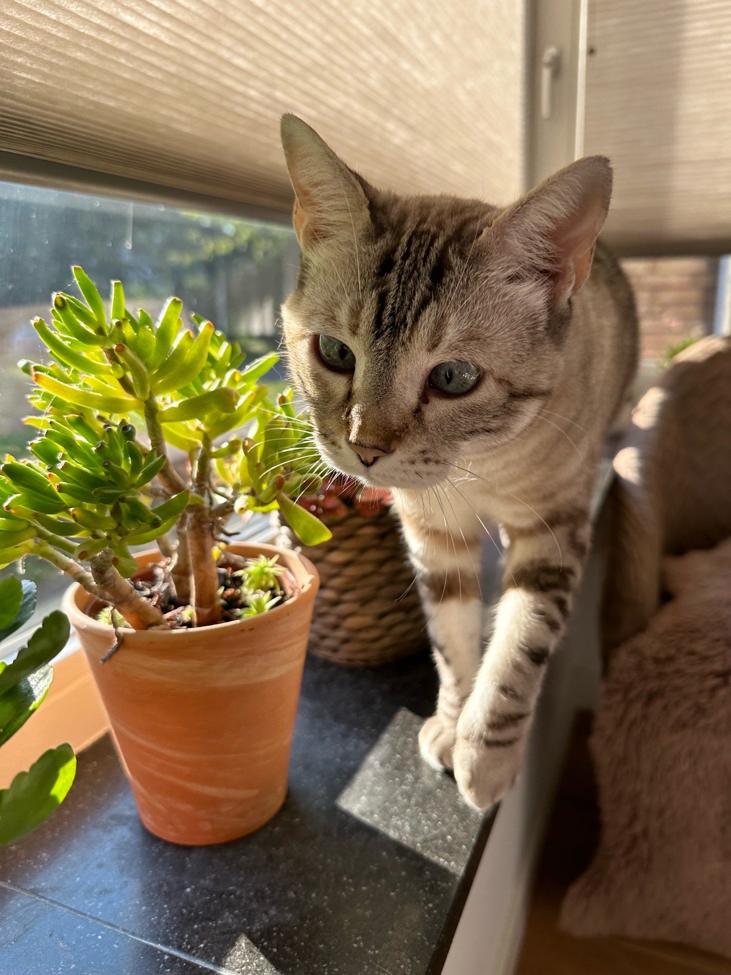 Maria Zelma, pet sitter in Vlijmen, photo 5