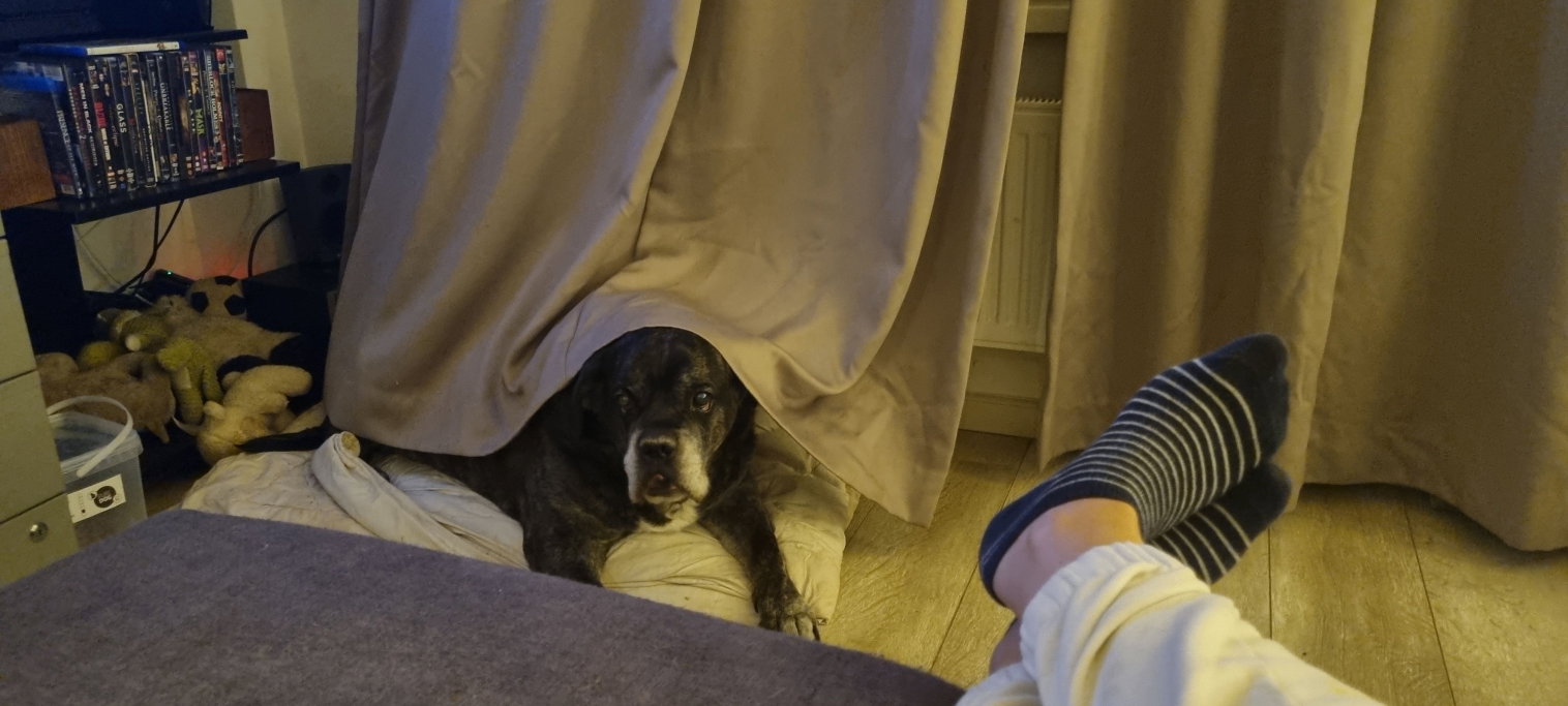 Do, pet sitter in Zandvoort, photo 3