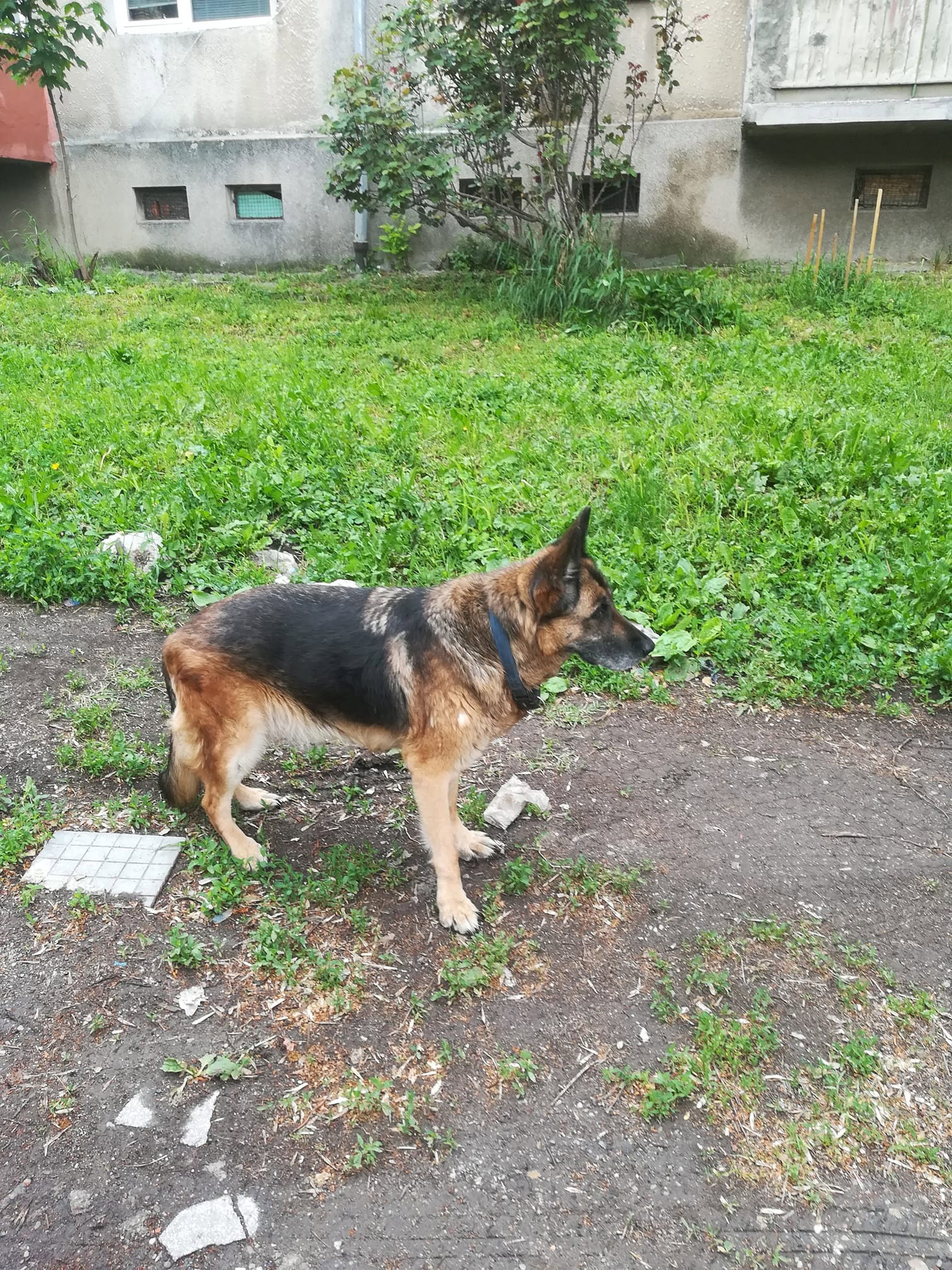 Sunny, pet sitter in Tilburg, photo 4
