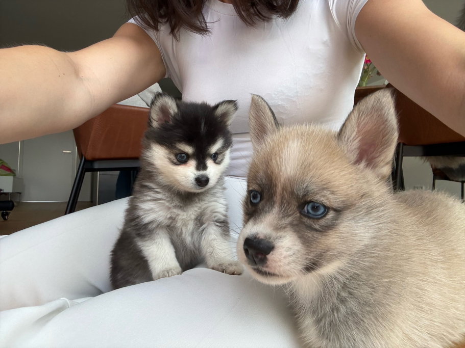 Sabrina, pet sitter in München, photo 3