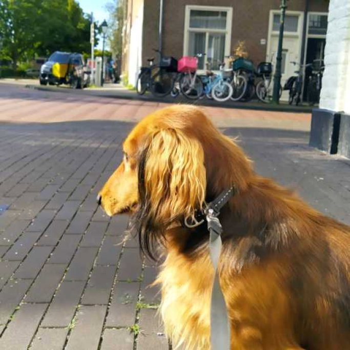 Marisi, dierenoppas in 's-Gravenhage, foto 4