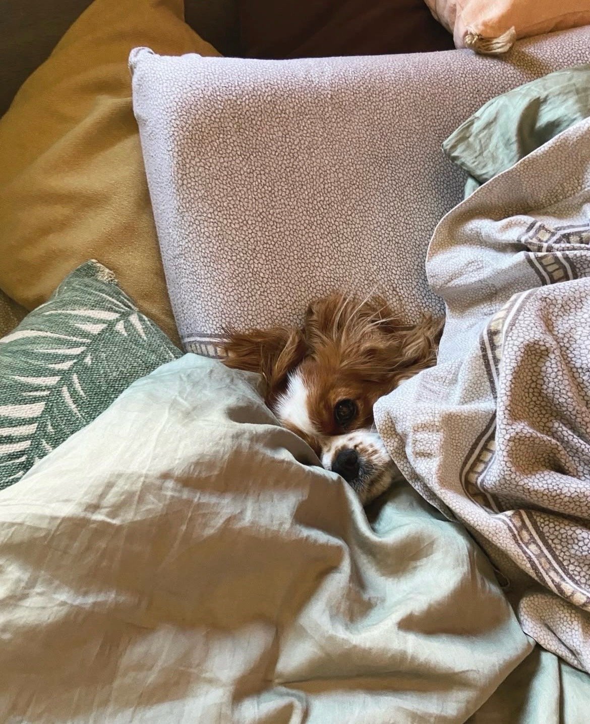 Justine, dierenoppas in Rotterdam, foto 4