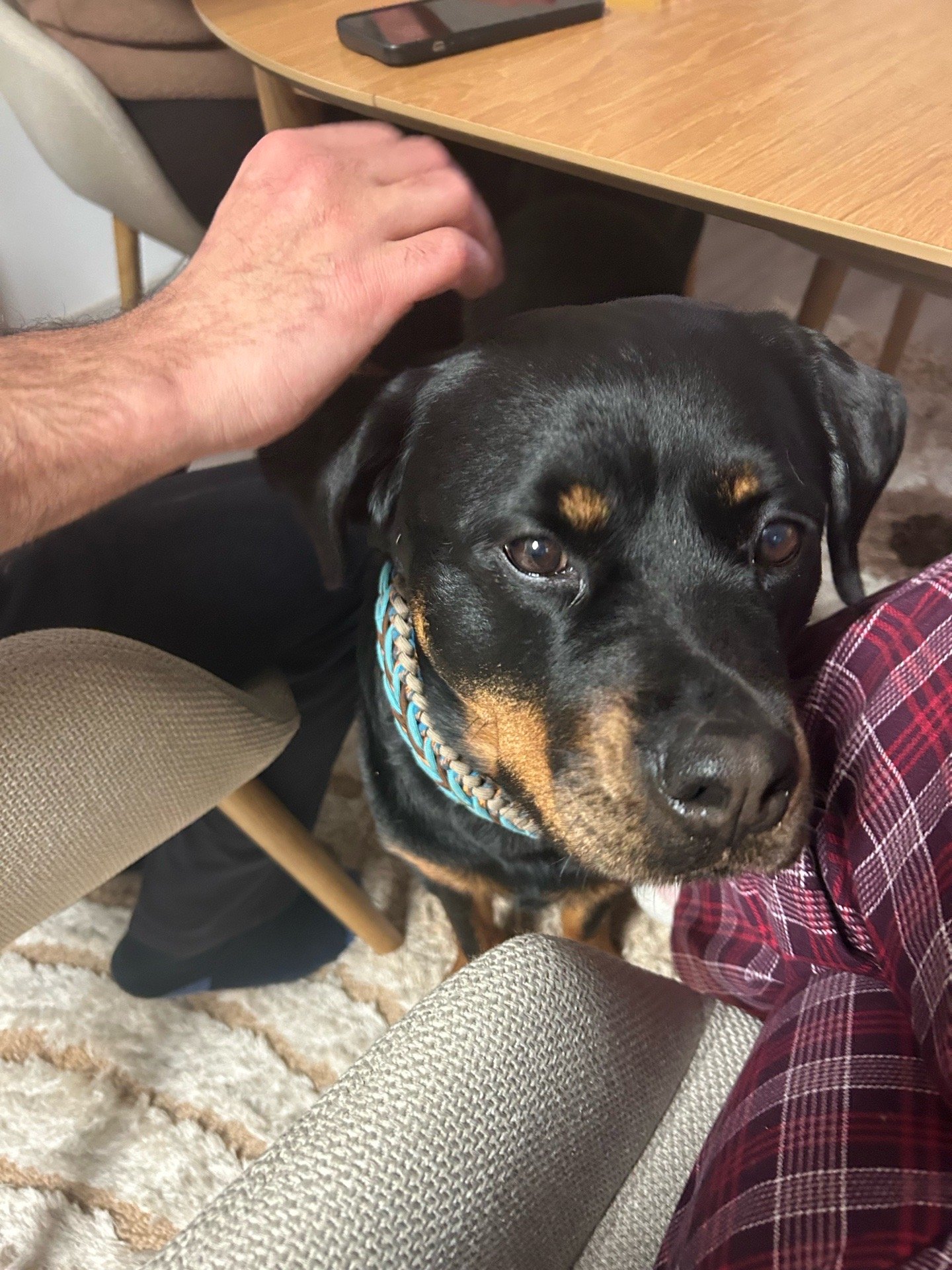 Ronin, pet sitter in Amsterdam, photo 2